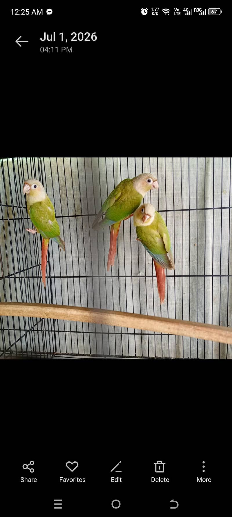 Pineapple conure 1