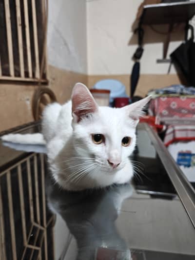 Persian Cat for adoption