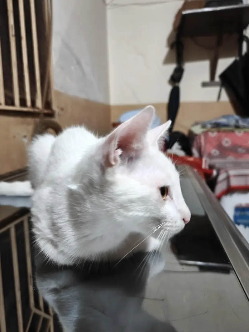Persian Cat for adoption — photo 2