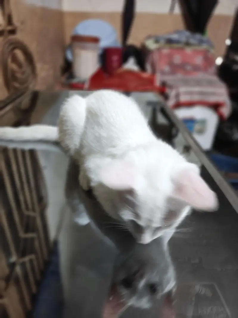 Persian Cat for adoption — photo 3
