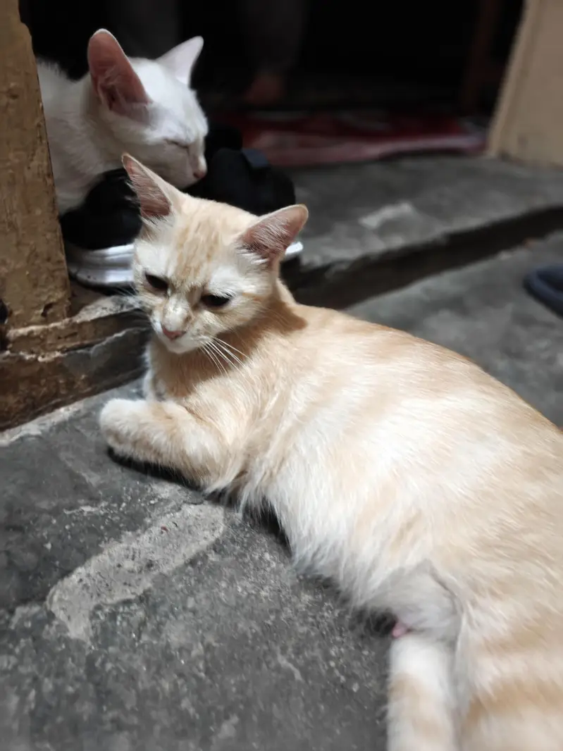 Persian Cat for adoption — photo 4