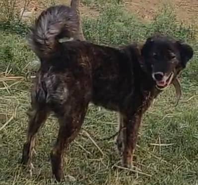 pure bakrwal female for sale