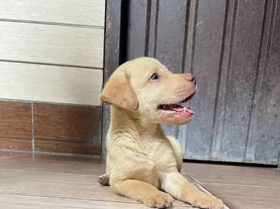 Labrador for sale