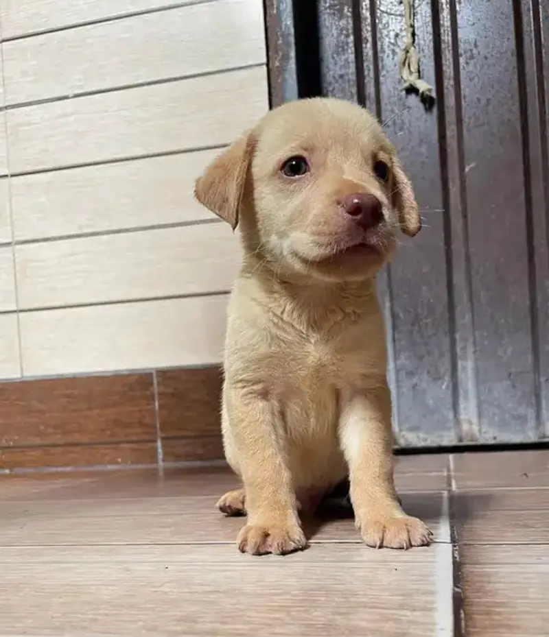 Labrador for sale — photo 2