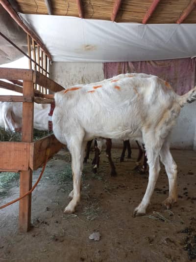 Muhammad Puri Nasal