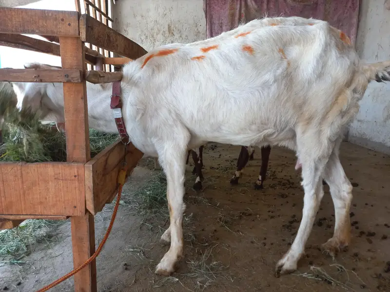 Muhammad Puri Nasal — photo 2