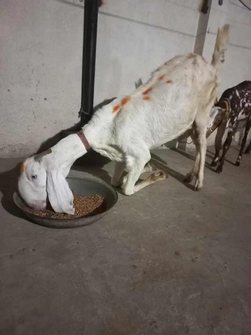 Muhammad Puri Nasal — photo 3