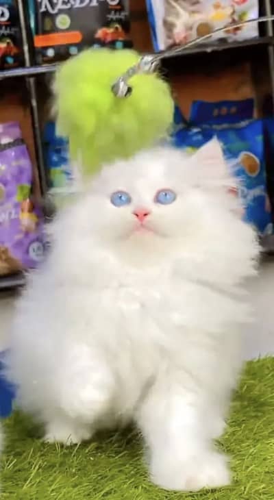 Quality Persian Punchface cat & kitten. moreWhatsApp 03704602354