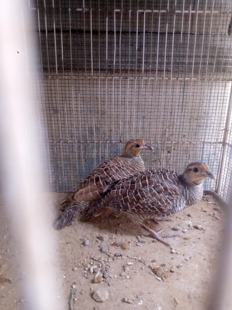 Cage for Sale — photo 3