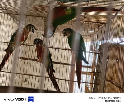 Green cheek Conure breader pairs available