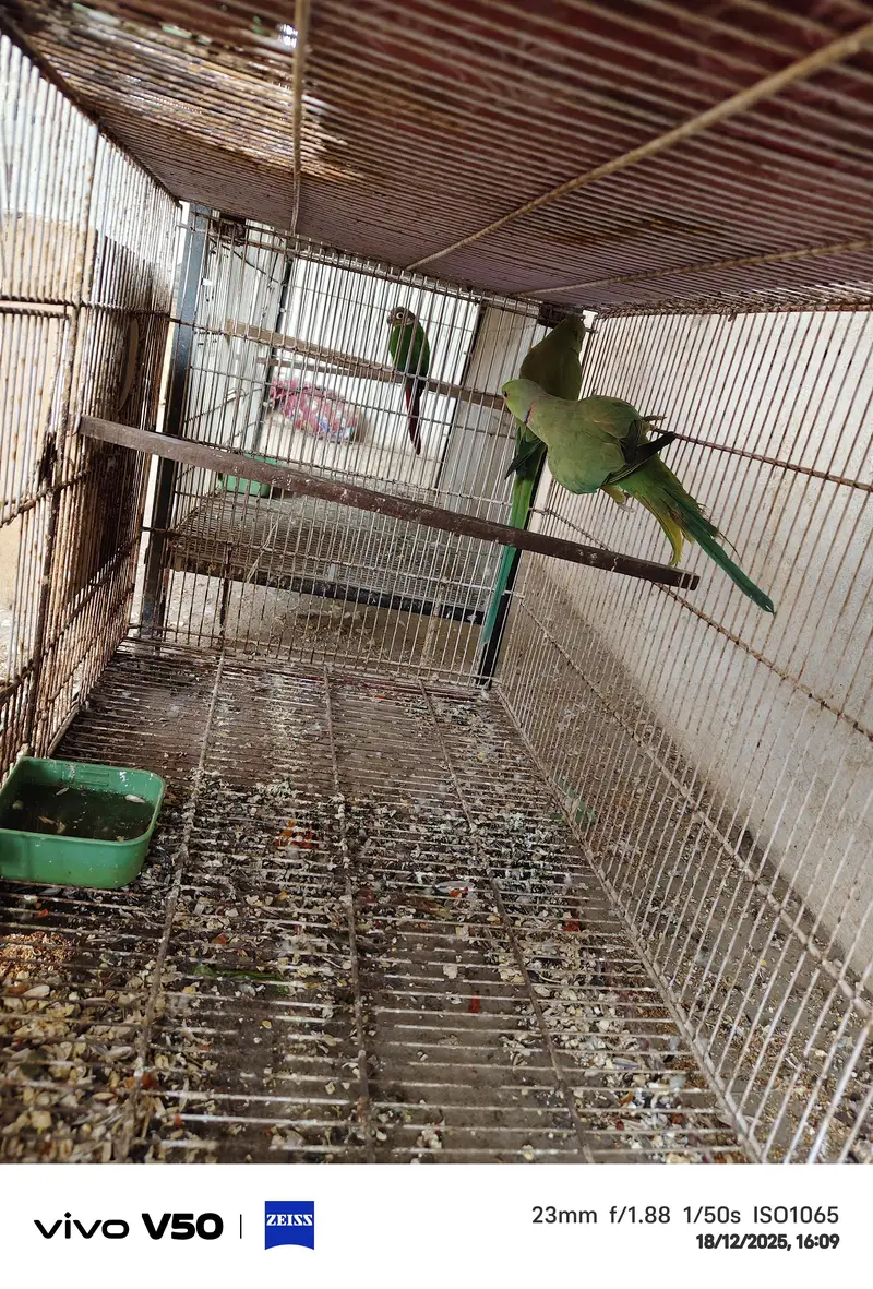 Green cheek Conure breader pairs available — photo 2