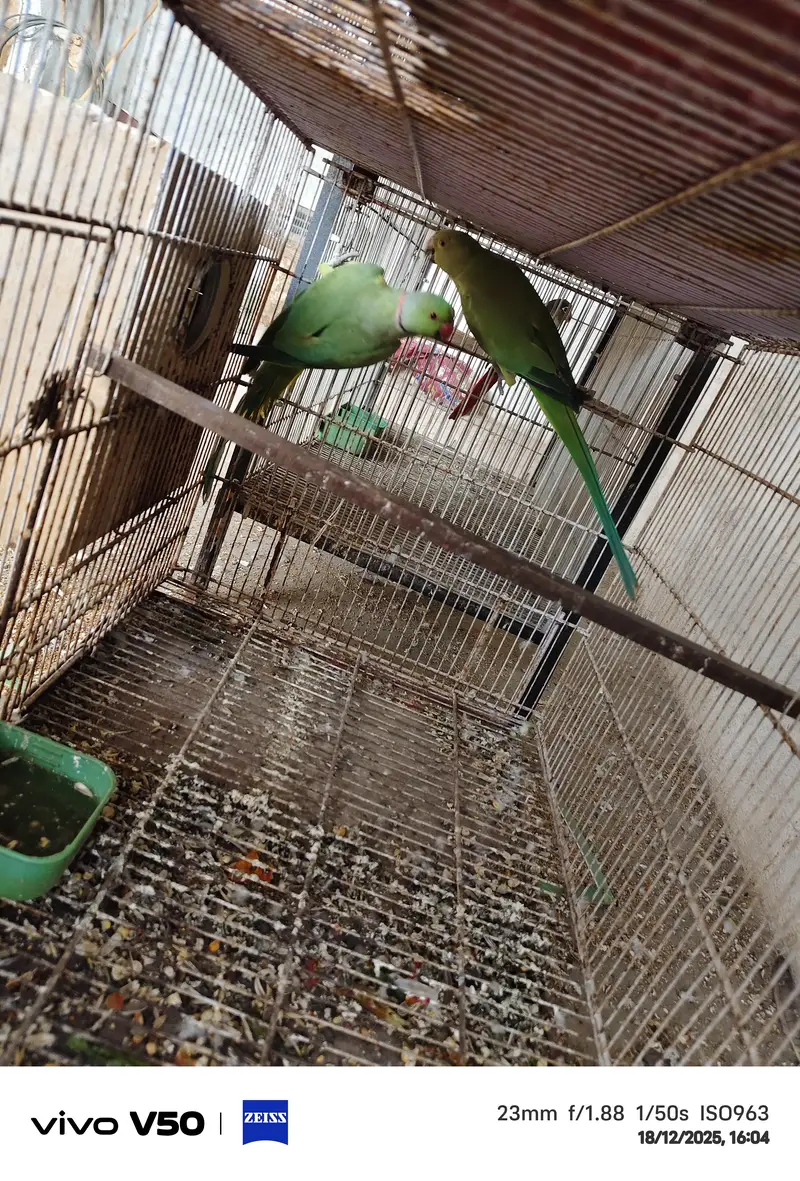 Green cheek Conure breader pairs available — photo 3
