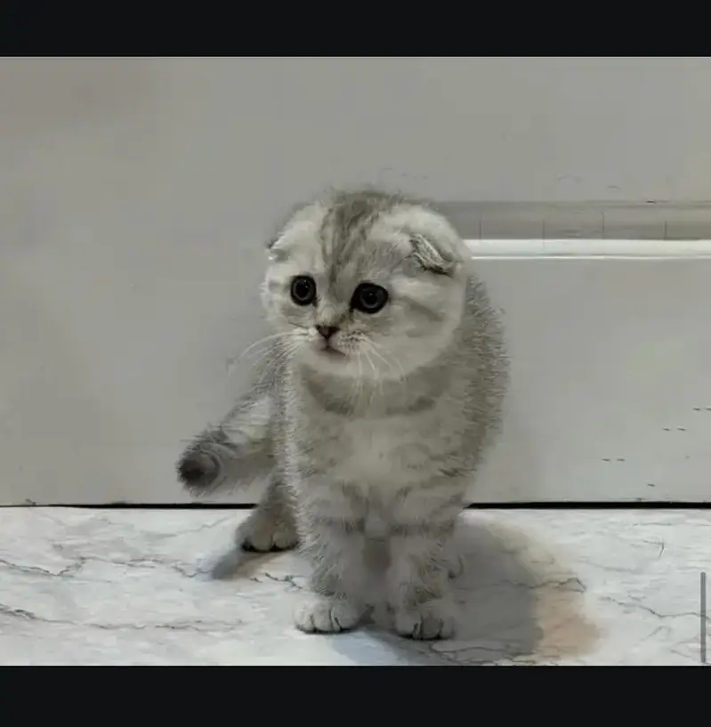 Scottish fold kittin for sell. 0313 4935014 — photo 2