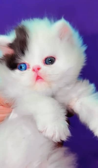 Quality Persian Punchface cat & kitten. moreWhatsApp 03714663282