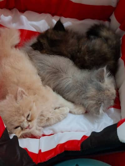 cute persian kittens