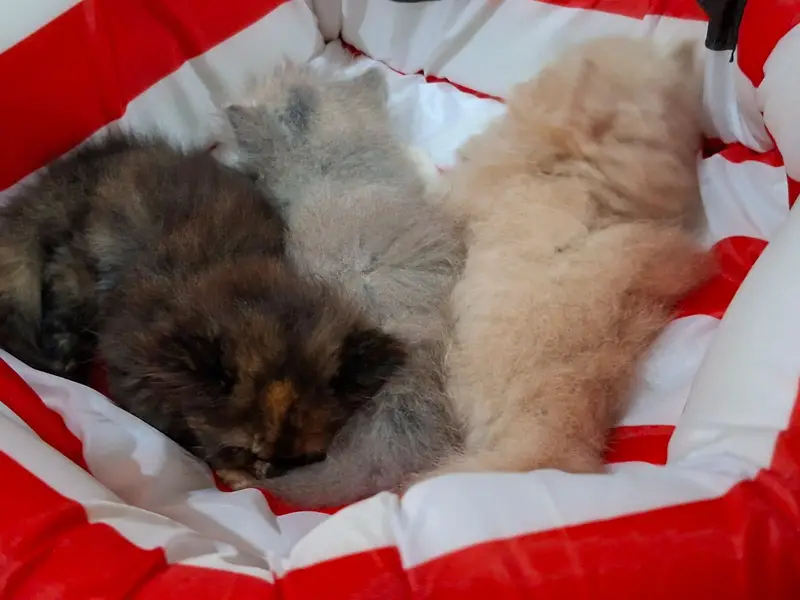 cute persian kittens — photo 2