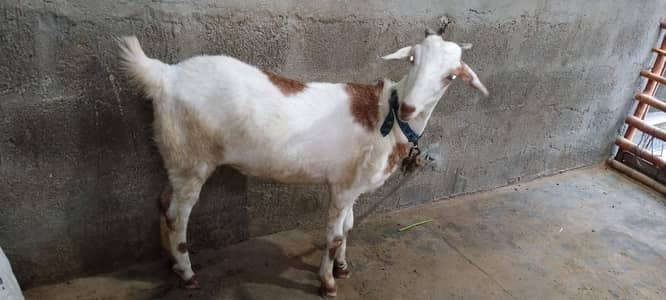 2dant tedii bakri
