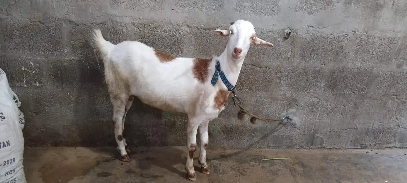 2dant tedii bakri — photo 2