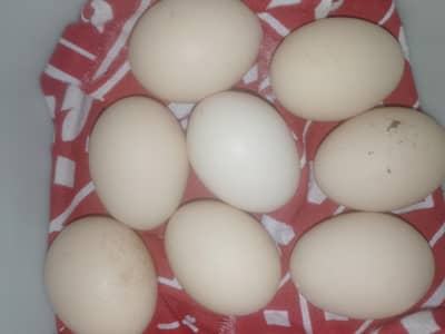 egg available 1 egg 800 fertile ki garenty ke saat cont 03123543634