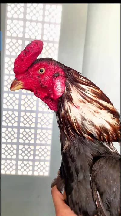 aseel lasani available 1egg500 fertile ki garenty ke saat03123543634