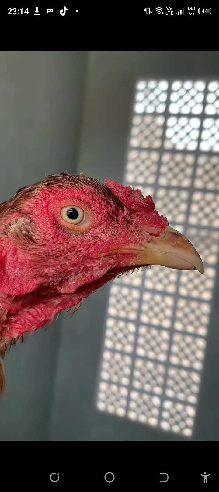 aseel lasani available 1egg600 fertile ki garenty ke saat03123543634 — photo 3