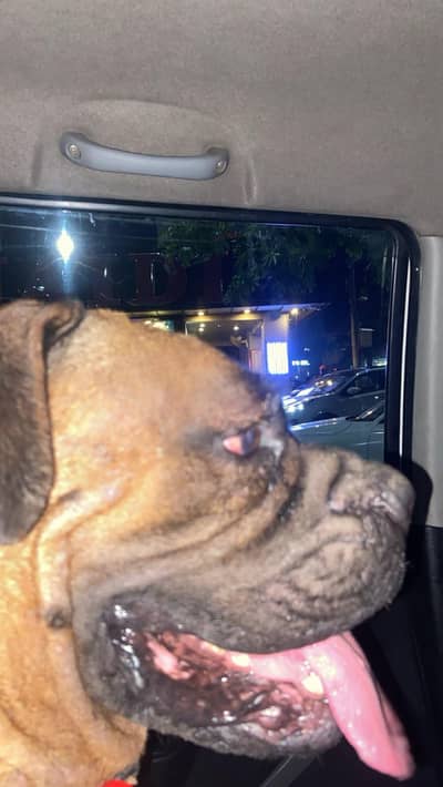 bullmastiff female|| breeder female|| bully dogs||