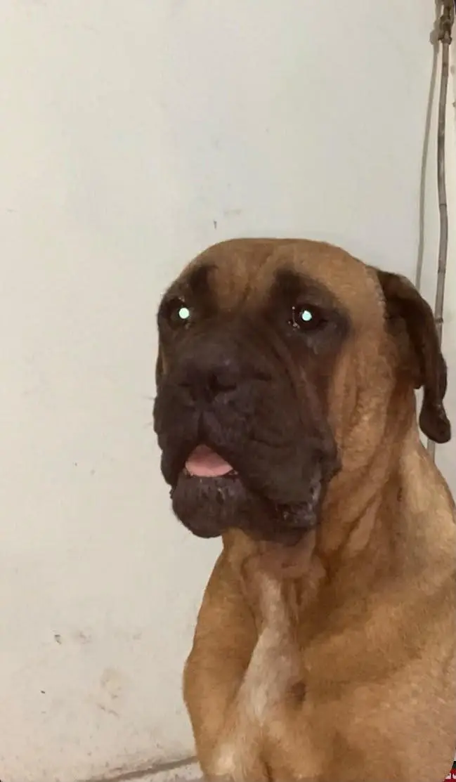 bullmastiff female|| breeder female|| bully dogs|| — photo 2