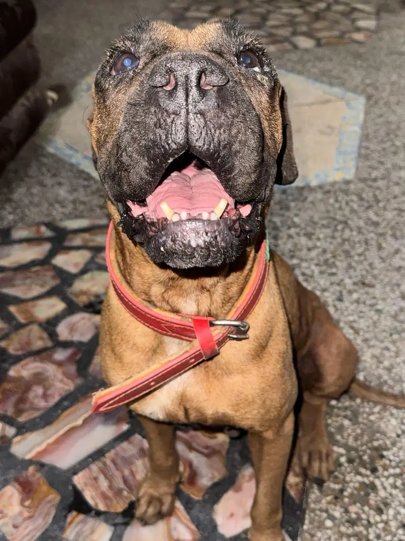 bullmastiff female|| breeder female|| bully dogs|| — photo 3