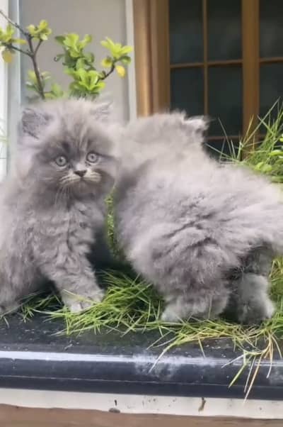 Quality Persian Punchface cat & kitten. moreWhatsApp 03714663282
