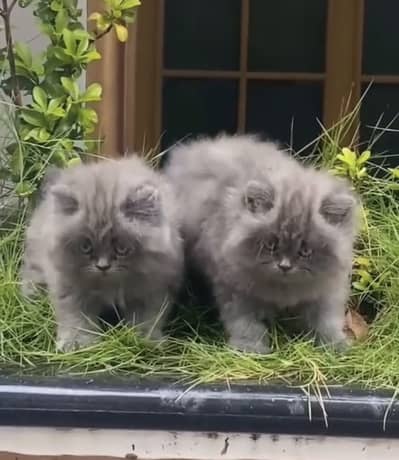 Quality Persian Punchface cat & kitten. moreWhatsApp 03714663282