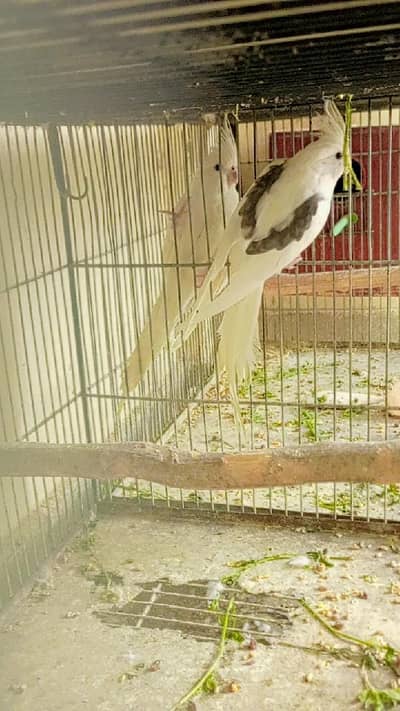 V pied male. . 0346.2099636.