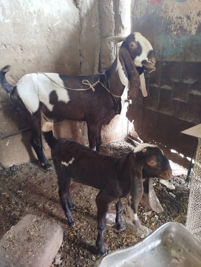 goat for sale
