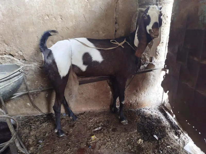 goat for sale — photo 2