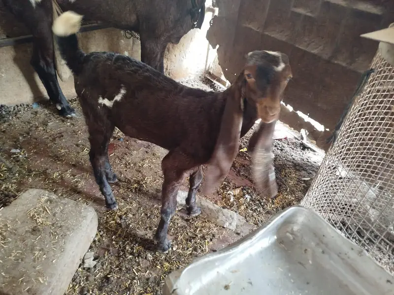 goat for sale — photo 3