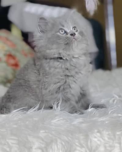Quality Persian Punchface cat & kitten. moreWhatsApp 03714663282