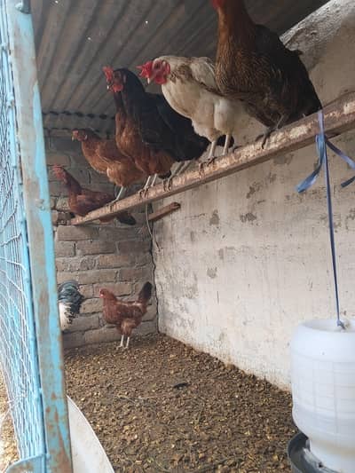 egg laying hens