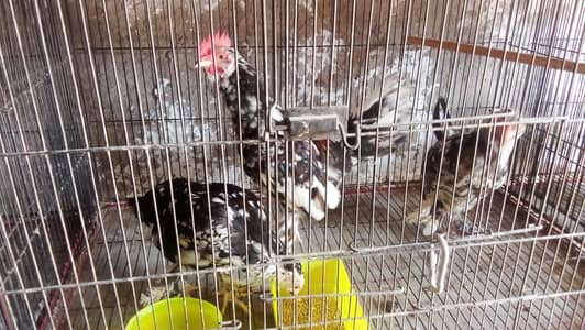 japnes Ready For Breed Pairs Available 3700 Ka pair Sale offer