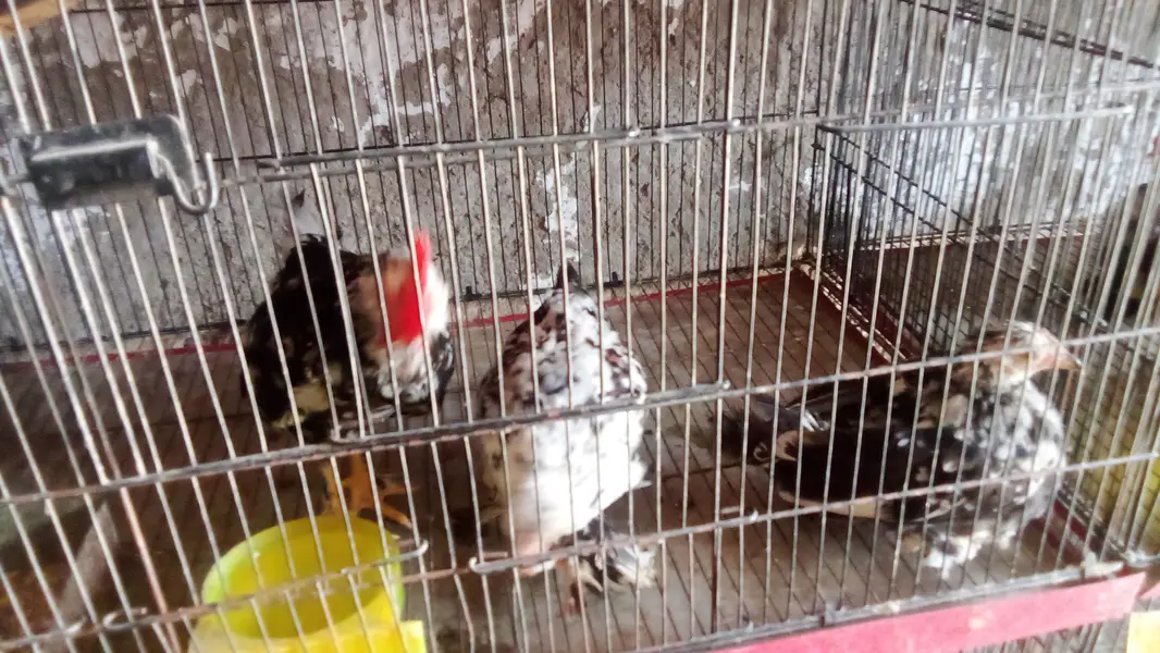 japnes Ready For Breed Pairs Available 3700 Ka pair Sale offer — photo 3