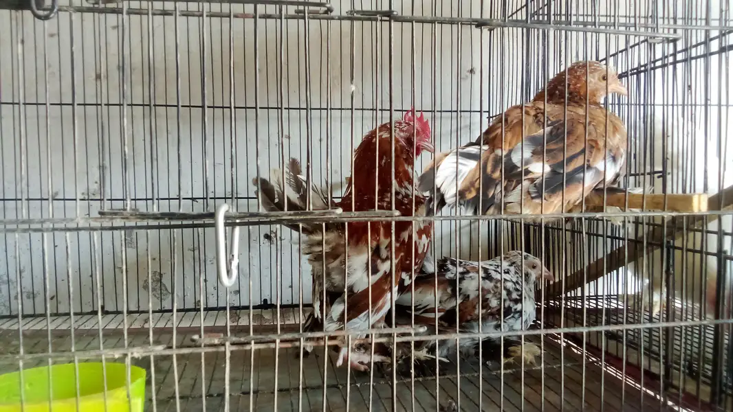japnes Ready For Breed Pairs Available 3700 Ka pair Sale offer — photo 4