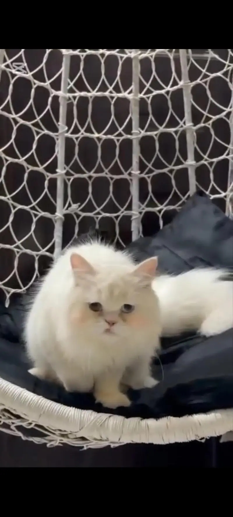 3 triple coated Persian cat — photo 2