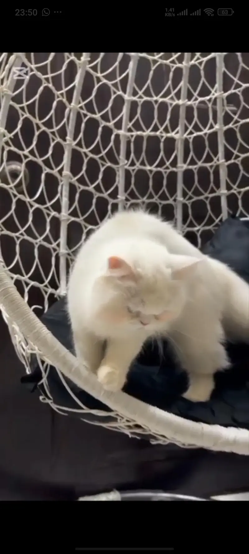 3 triple coated Persian cat — photo 3