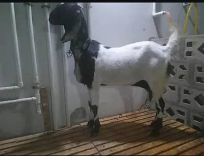 I'm selling sahiwali bakri and Desi bakri dono Khali hain