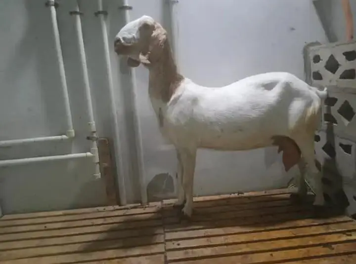 I'm selling sahiwali bakri and Desi bakri dono Khali hain — photo 2