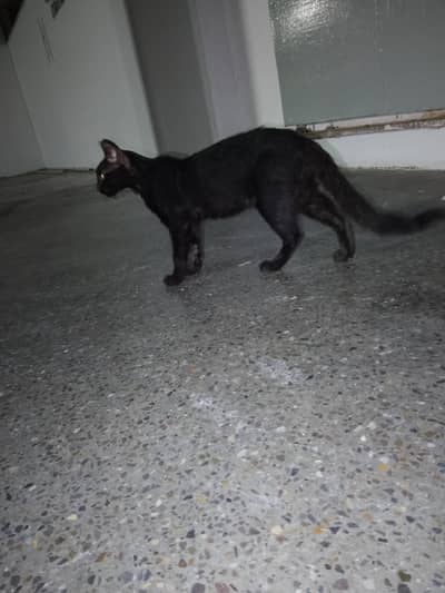 Black Buauty On Silent StepBlacs*  *Black Beauty On Silent Steps*