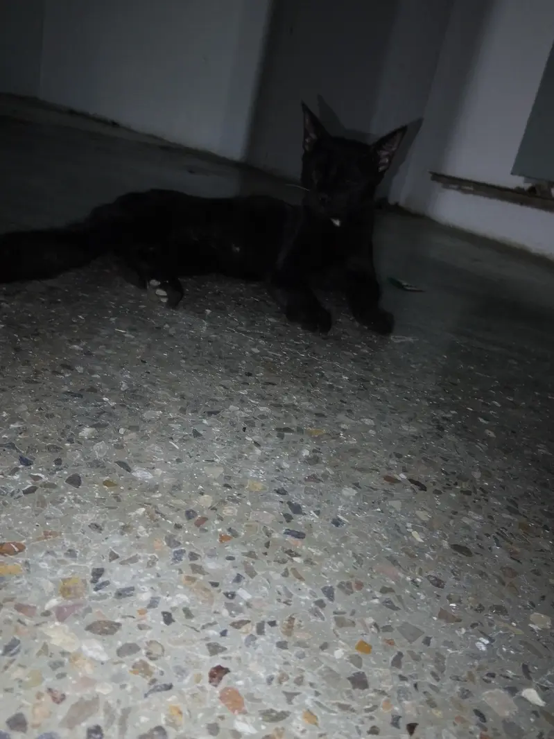 Black Buauty On Silent StepBlacs*  *Black Beauty On Silent Steps* — photo 2