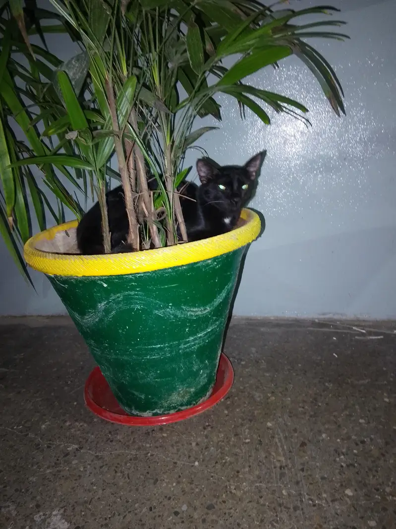 Black Buauty On Silent StepBlacs*  *Black Beauty On Silent Steps* — photo 3