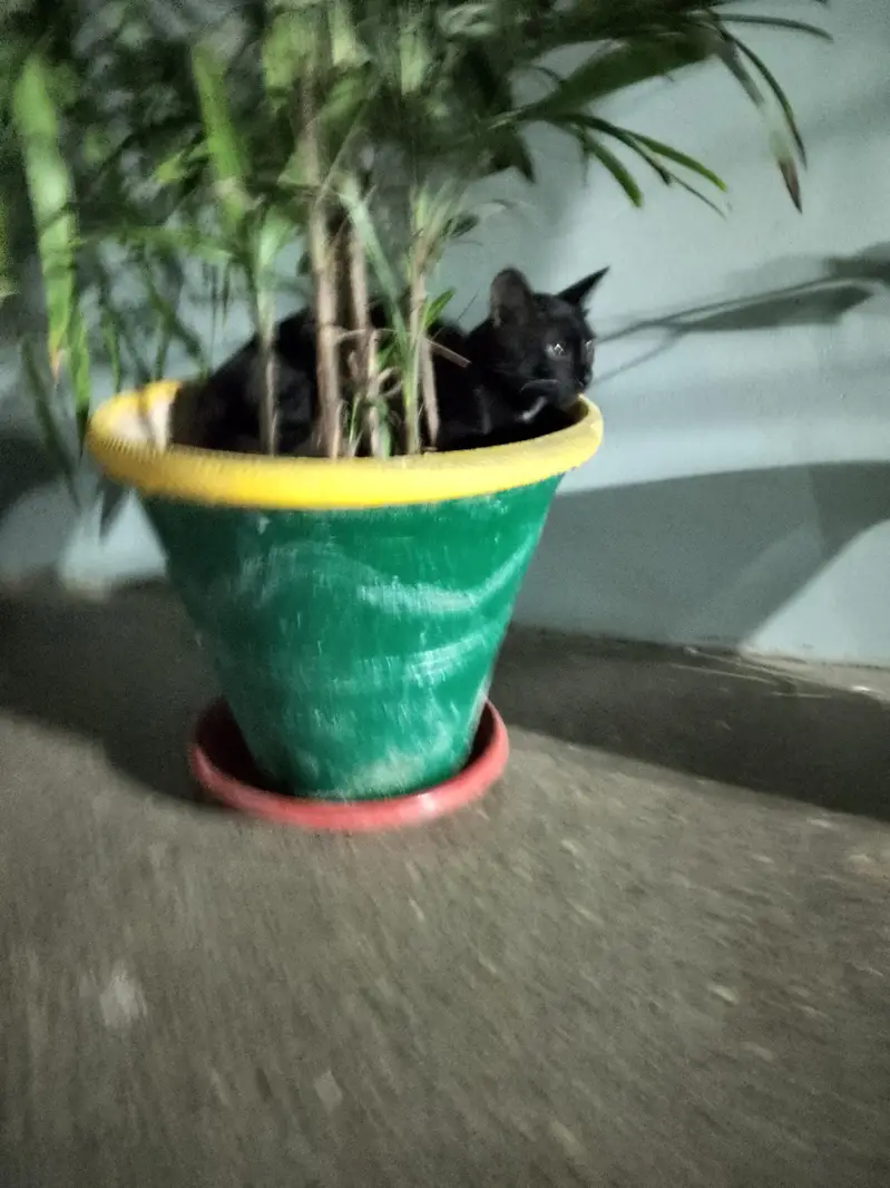 Black Buauty On Silent StepBlacs*  *Black Beauty On Silent Steps* — photo 4
