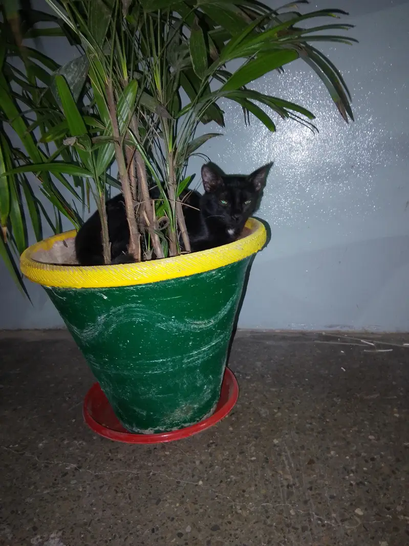 Black Buauty On Silent StepBlacs*  *Black Beauty On Silent Steps* — photo 5