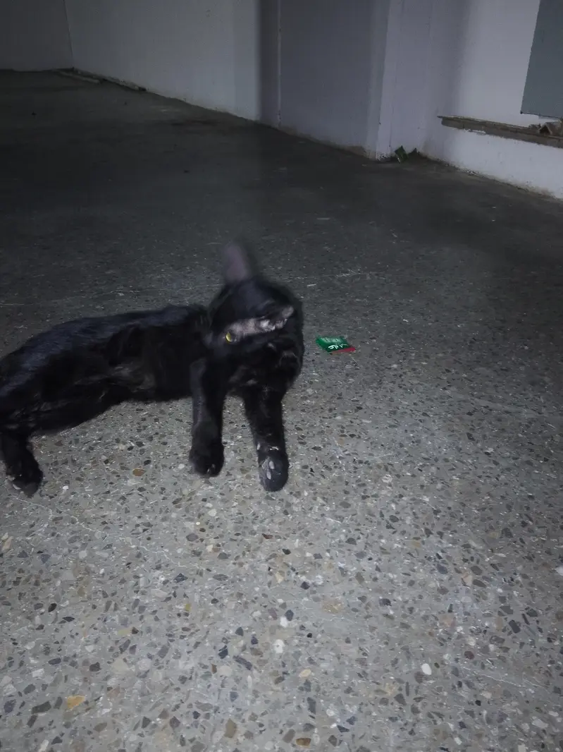 Black Buauty On Silent StepBlacs*  *Black Beauty On Silent Steps* — photo 6