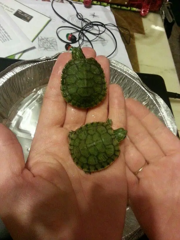 Turtle